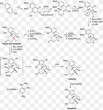 Galantamine Total Sintesis Sintesis Kimia Total Sintesis Morfin Dan