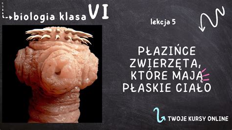 Biologia klasa 6 Lekcja 5 Płazińce zwierzęta które mają płaskie