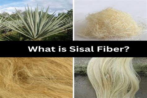 What Is Sisal Fiber Properties Structure And How It Made