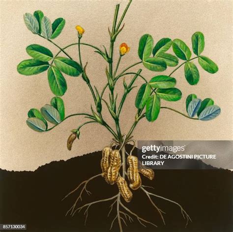 171 Peanut Plant Drawing Stock Photos High Res Pictures And Images