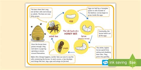 Honey Bee Life Cycle Poster (Teacher-Made) - Twinkl