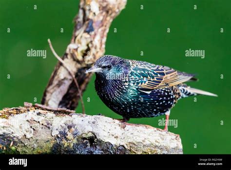 Wet Starling Hi Res Stock Photography And Images Alamy