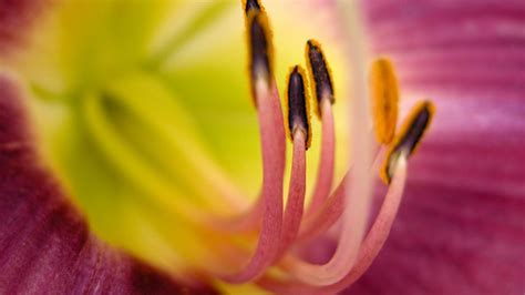 Stamens Hd Wallpaper