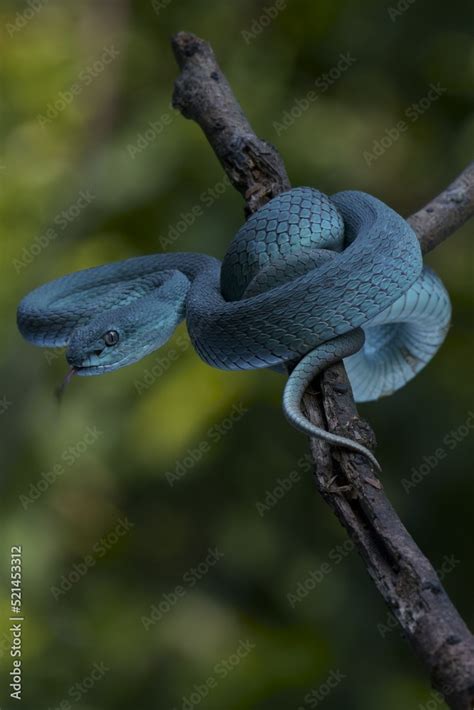 Trimeresurus Insularis Indonesian Pit Viper Lesser Sunda Islands Pit