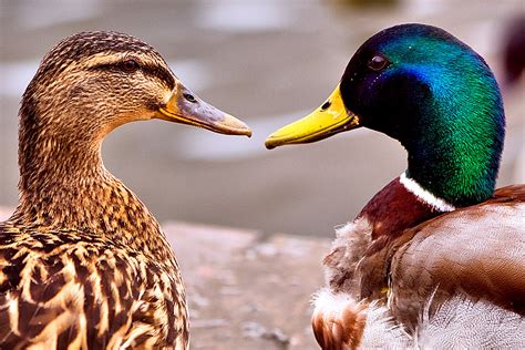 Ducks Flickr