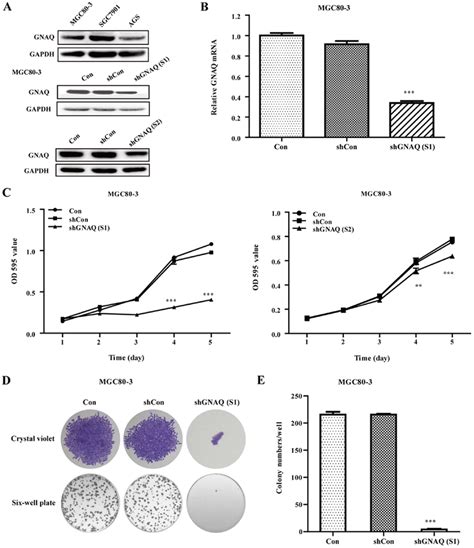 Gnaq Silencing Inhibits Mgc Cell Growth And Colony Formation A