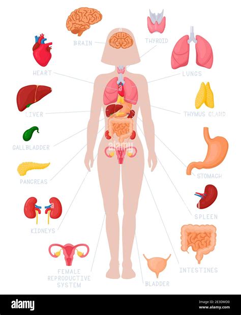 Anatomia Del Cuerpo Humano Infografia De La Estructura De Los Organos Images