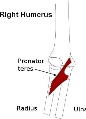 TIL of the Krukenberg Procedure, where the radius and ulna of a patient ...