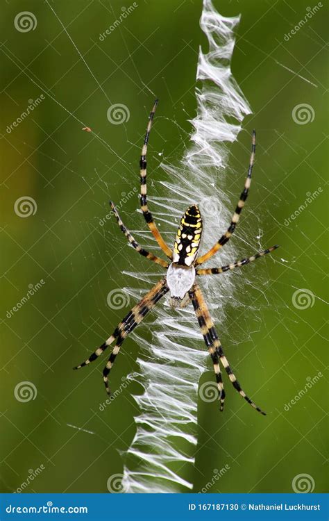 Large Banana Spider stock photo. Image of waiting, death - 167187130