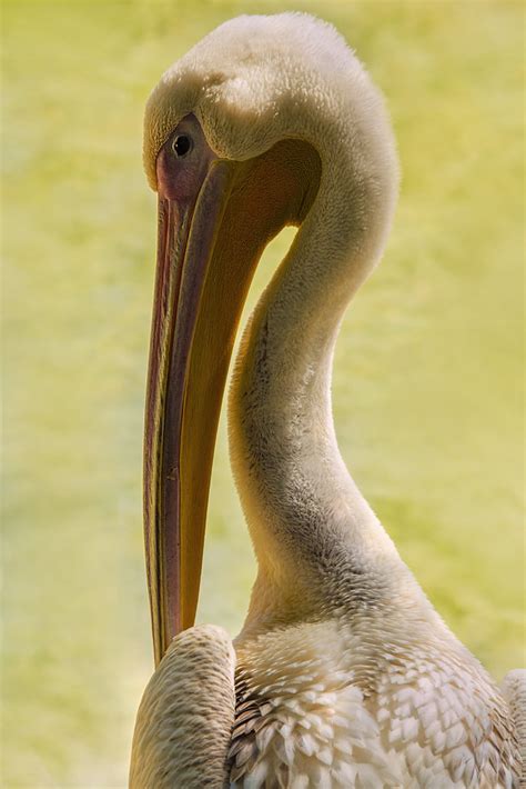 Pelican From The PARCO FAUNISTICO LE CORNELLE Set Giancarlo