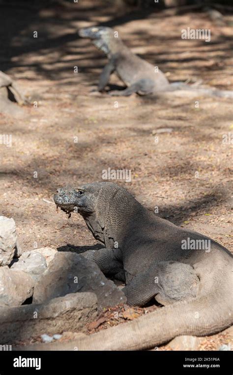 Indonesien Komodo Insel Komodo Nationalpark Loh Liang Zwei Komodo