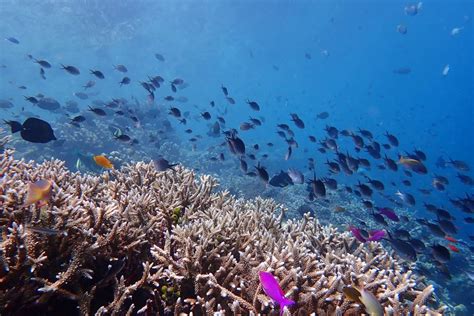 Koralestari Upaya Konservasi Jutaan Hektare Kawasan Terumbu Karang Di