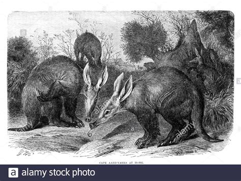 Cape Aardvark, vintage illustration from 1894 Stock Photo - Alamy