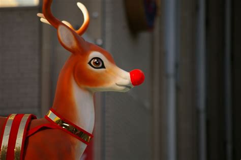 Rudolph's nose was red for a reason, say scientists