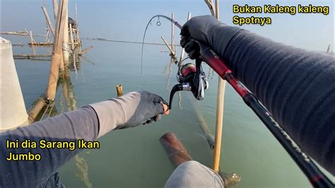 Makin Menggila Mancing Dasaran Di Spot Ini Isinya Ikan Super Jumbo