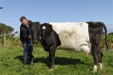 Striped Dairy Cows A Rare Breed Rnz