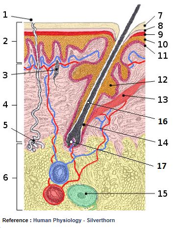 skin cross-section Diagram | Quizlet