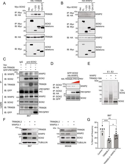 Trim Blocks Wwp Mediated Polyubiquitination And Proteasomal