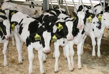 Manejo Sanitario Antes Del Destete De Terneros Notiagro