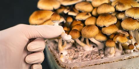 Learn How And When To Harvest Magic Mushrooms Zamnesia