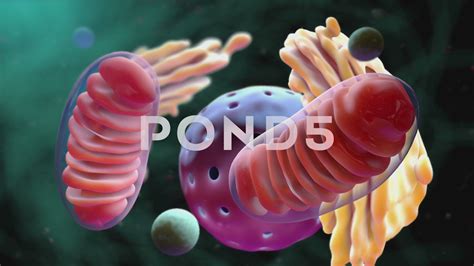 Mitochondria Stock Footage,#Mitochondria#Stock#Footage Mitochondria ...