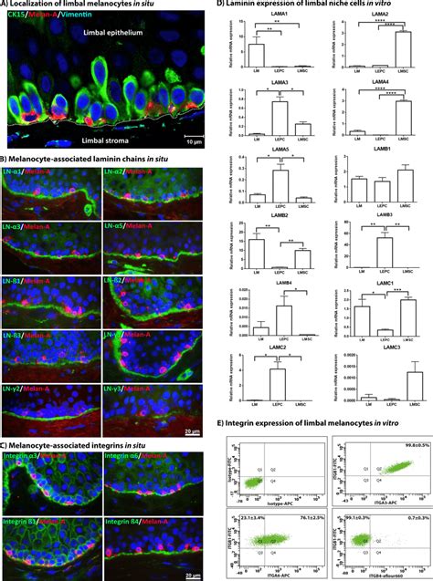 Localization Of Melanocytes In The Limbal Niche In Situ A Download Scientific Diagram