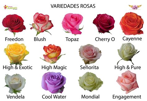 Variedades Rosas Rose Varieties Flower Meanings Colorful Flowers