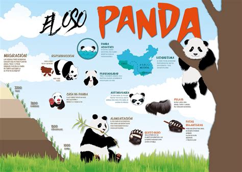 Infografía sobre El Oso Panda on Behance Panda facts for kids Panda