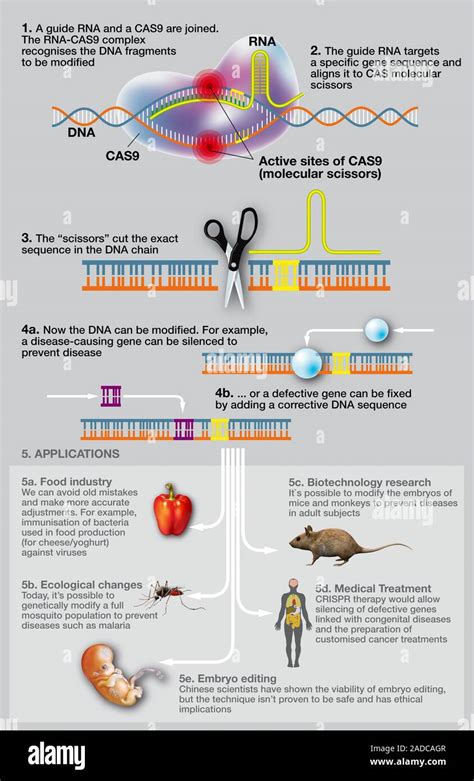 CRISPR Cas9 Gene Editing Diagram Of The Process That Occurs Within The