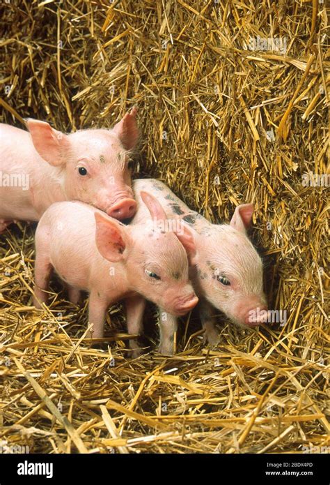 Livestock Piglets Hi Res Stock Photography And Images Alamy