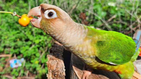 Why Steal Me To Eat Green Conure Parrot Bird Eating And Singing Sounds