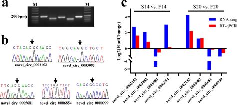 PDF Transcriptome Sequencing Analysis Of CircRNA In Skeletal Muscle