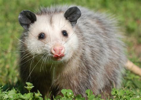 Virginia Opossum | Alexandria Zoo