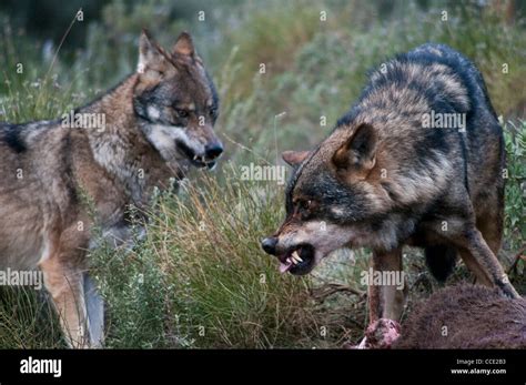 Iberian wolf (pack) hi-res stock photography and images - Alamy