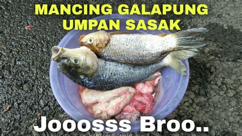 Umpan Ikan Mas Paling Jitu Langsung Test Di Kolam Galapung YouTube