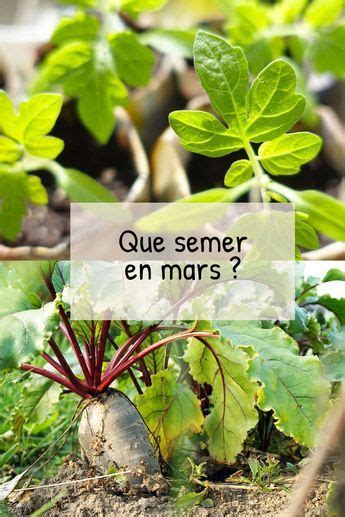 Que Semer En Mars Au Potager Fiches Pratiques Du Jardin Artofit