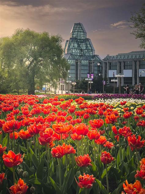 The Ultimate Guide To The Canadian Tulip Festival in Ottawa In 2024 ...