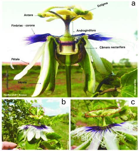 Morfologia Da Flor De Maracujazeiro Passiflora Edulis F Flavicarpa