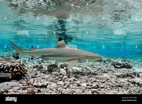 Blacktip Reef Sharks Carcharhinus Melanopterus Sharks In Shallow