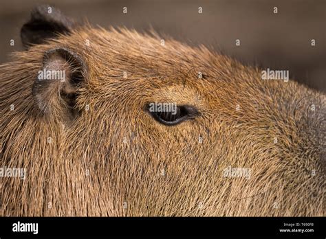 Close Up Photo Of Capybara Stock Photo Alamy