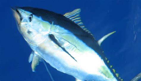 Where to Find the Best Tuna Fishing | Great Days Outdoors