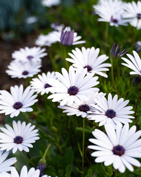 Osteospermum Serenity Red African Daisy Hello Hello Plants Hot Sex