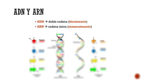 Solution Biolog A Celular Adn Y Cidos Nucleicos Studypool