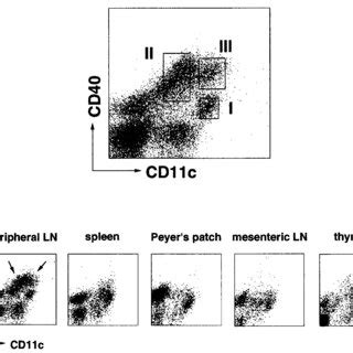 Comparison Of Surface Phenotype Of Different Peripheral Ln Dc Subsets