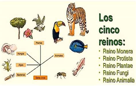 Los Reinos Reinos Biol Gicos Carpetapedagogica