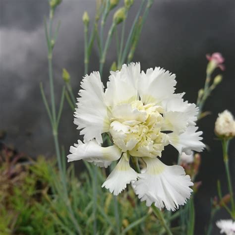 Dianthus Mrs Sinkins Pink Mrs Sinkins In Gardentags Plant Encyclopedia