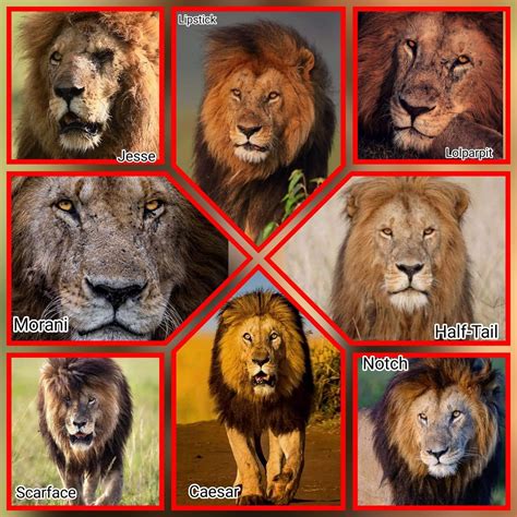 8 Legendary Lions Of The Maasai Mara In 2023 Cat Character Big Cats