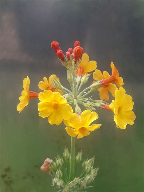 Primula bulleyana A.G.M. - Elmlea Plants