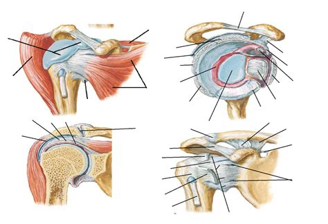 Sindicato Reina Saludo Tendon Subescapular Anatomia Adolescente Esclavo