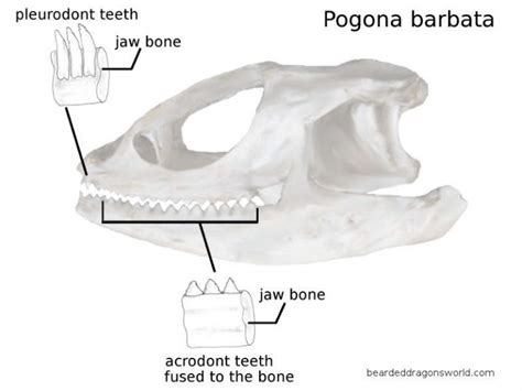 Bearded Dragon Teeth and How to Care for Them